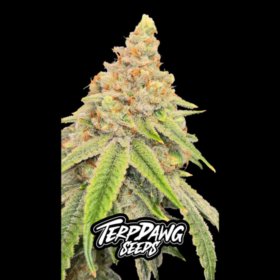 Samen, Terpdawg Seeds, Capri Zun Punch Auto