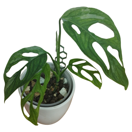 Monstera Adansonii 'Indonesian Marble'