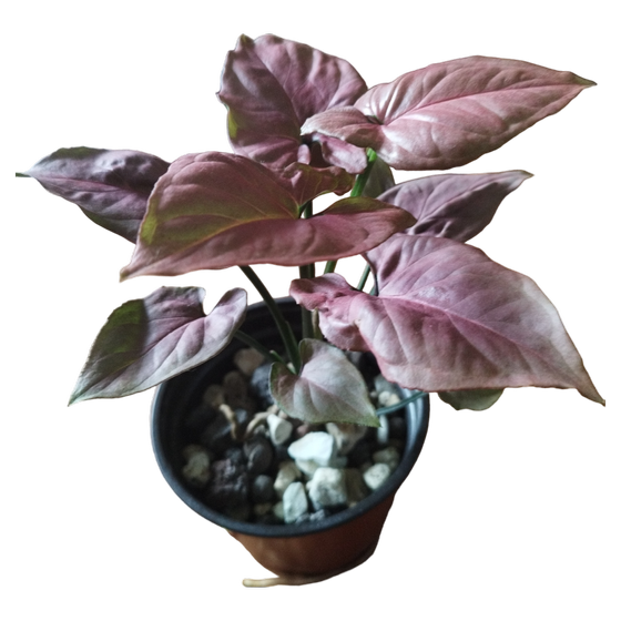 Syngonium Podophyllum 'Pink' Hydrokultur M