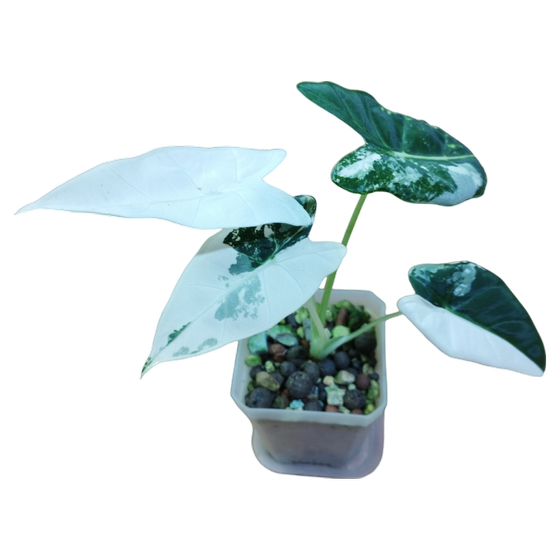 Alocasia Frydek Variegata Hydrokultur S