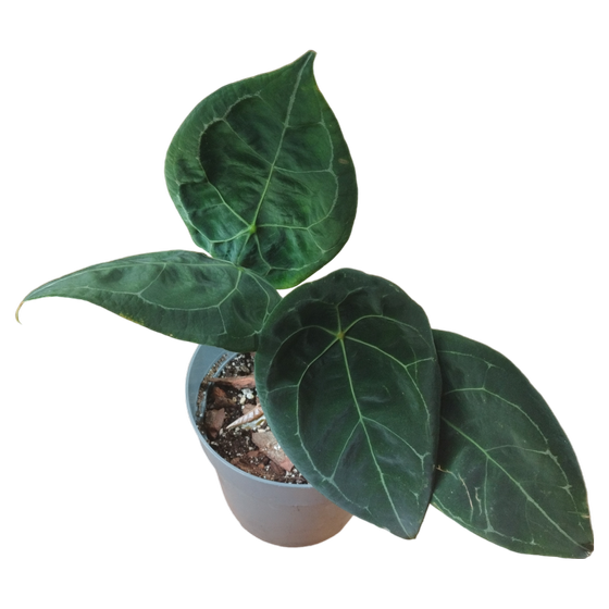 Anthurium forgetii dark form XL