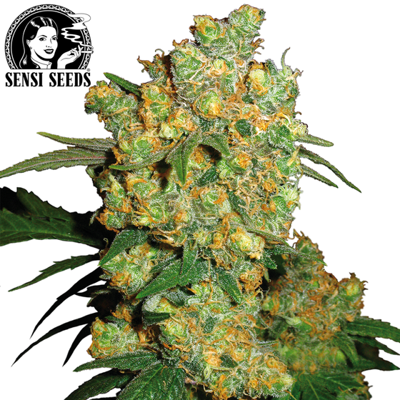 Samen, Sensi Seeds®, Big Bud