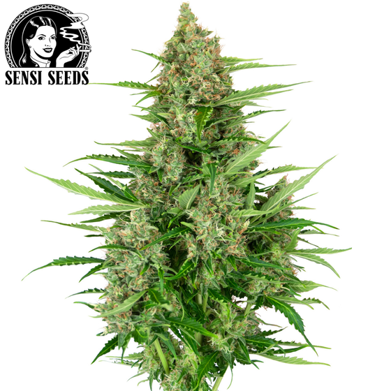 Samen, Sensi Seeds®, Double Kush Cake, Auto