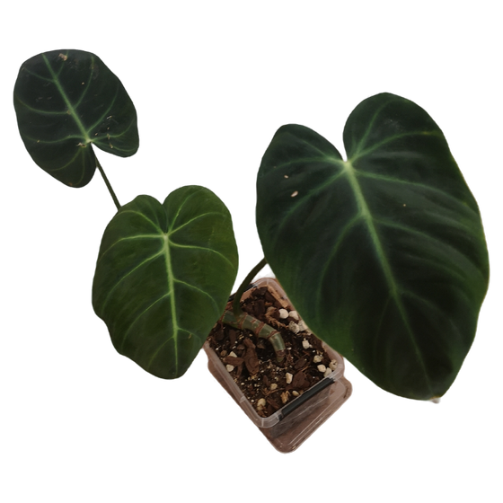 Philodendron Luxurians (L) 