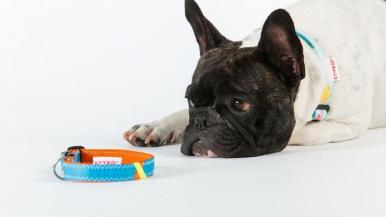 Upcycling Hundehalsband Unique S