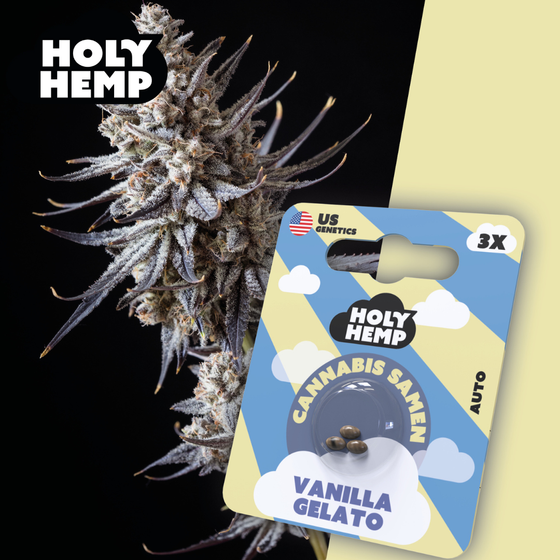 Samen, Holy Hemp, Vanilla Gelato
