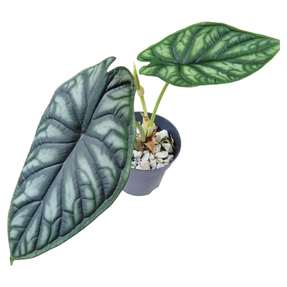 Alocasia baginda 'Dragon Scale' Hydrokultur M-L