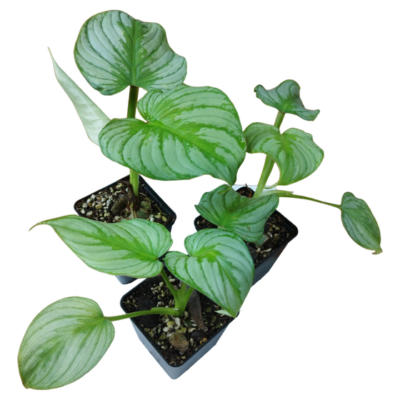 Philodendron Mamei Babyplant