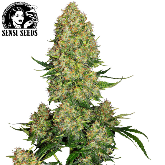 Samen, Sensi Seeds®, Skunk #1, Auto