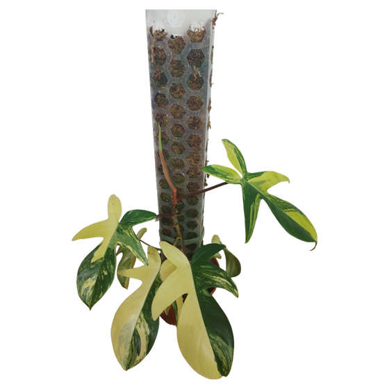 Philodendron Florida Beauty Variegata inkl. "OurGentleGarden Moss Pole"
