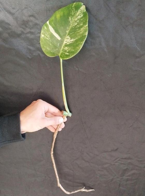 Monstera Deliciosa Variegata Stammsteckling