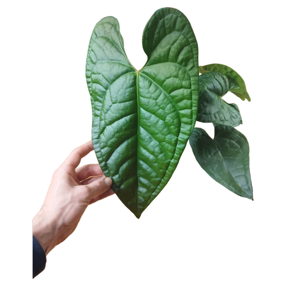 Anthurium Black Magic XL (Anthurium Jade x Luxurians)