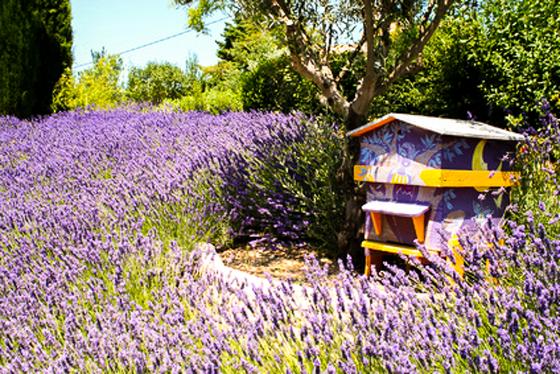 Bienen-Appartement