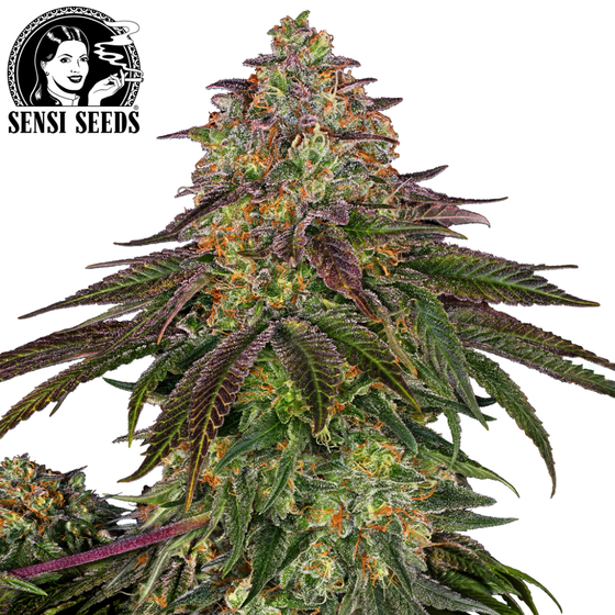 Samen, Sensi Seeds®, Sweet Cherry Kush