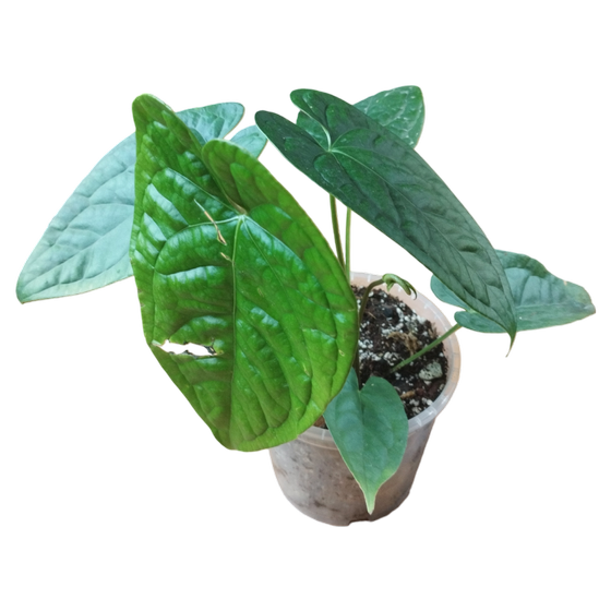 Anthurium Black Magic L (Anthurium Jade x Luxurians)