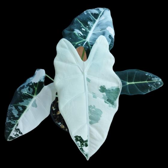 Alocasia Frydek Variegata *highly variegated*
