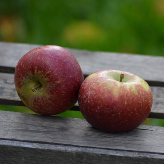 bio äpfel