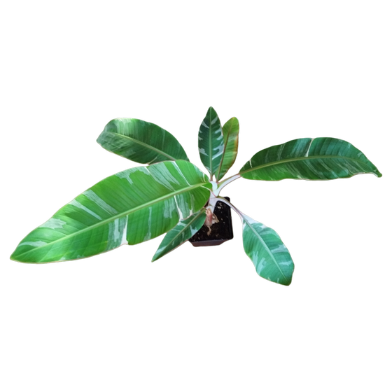 Musa Variegata (L) Einzelstück