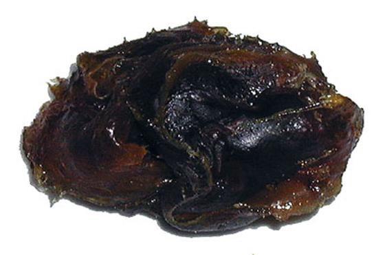 Galbanum
