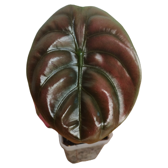 Alocasia Cuprea 'Red Secret' Babyplant 