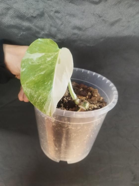 Monstera Deliciosa Variegata Stammsteckling *A Grade*