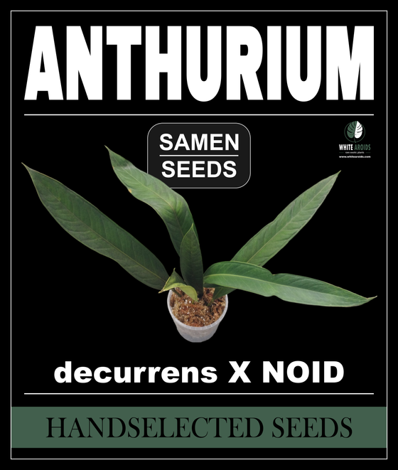 Anthurium decurrens x NOID Samen / Seeds