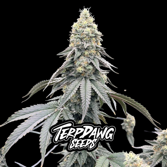 Samen, Terpdawg Seeds, Shredders Sherbet