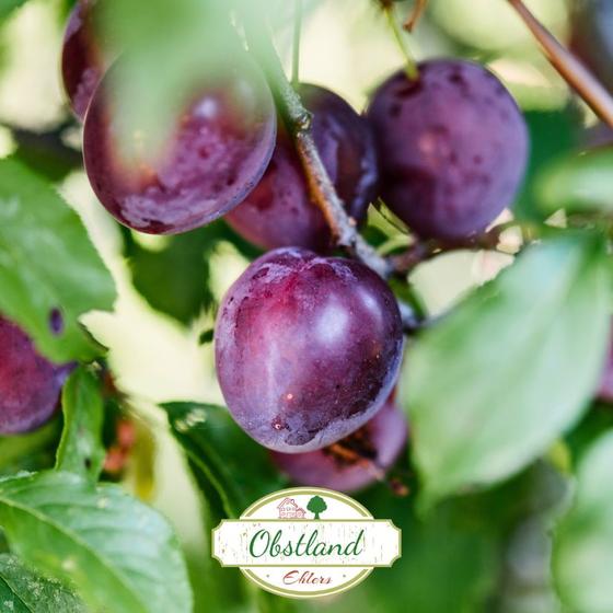 Altländer Pflaumen kaufen 