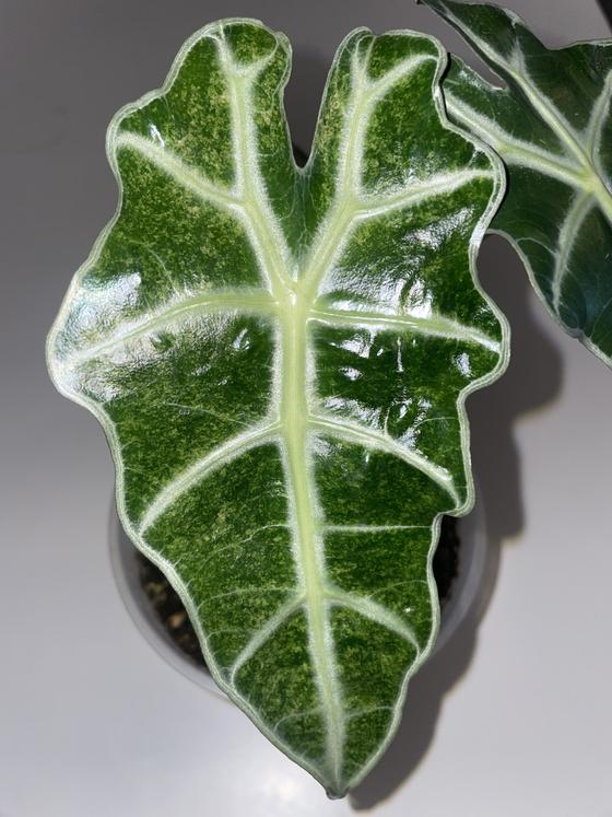 Alocasia Polly Variegata
