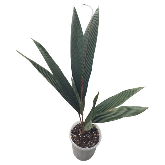Geonoma atrovirens 'Black Leaf Palm' Palme