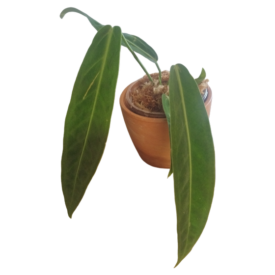 Anthurium Warocqueanum S