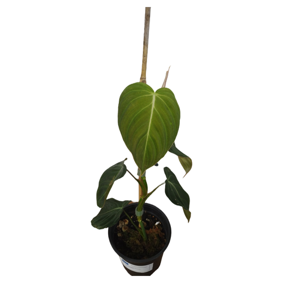 Philodendron Glorious M (melanochrysum x gloriosum)