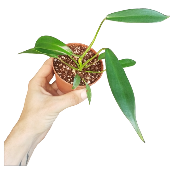 Philodendron joepii S