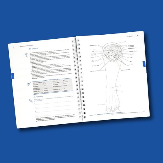 Anatomie lernen durch Malen
