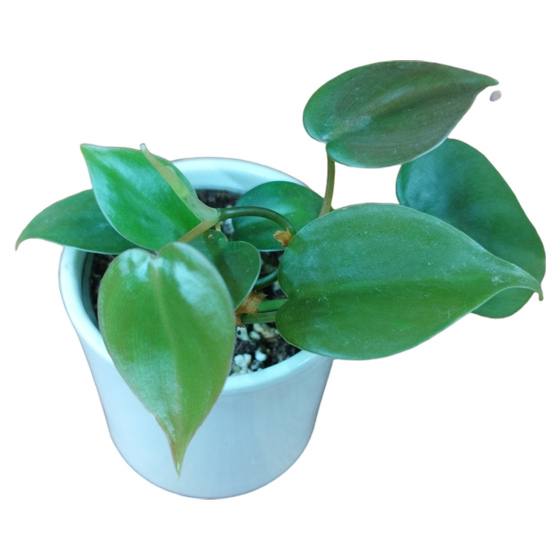 Philodendron scandens Babyplant
