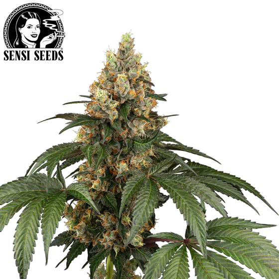 Samen, Sensi Seeds®, Chocolate Rainow XXL