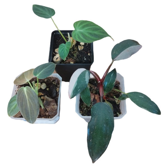 Philodendron Babyplant Pflanzenpaket