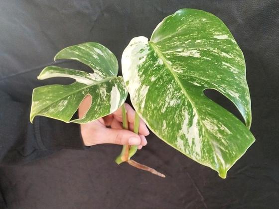 Monstera Deliciosa Variegata Kopfsteckling