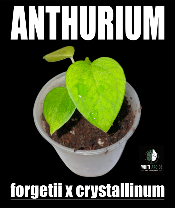 Anthurium Forgetii x Anthurium Crystallinum Babyplant