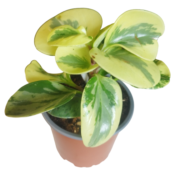 Peperomia obtusifolia 'Green Gold'