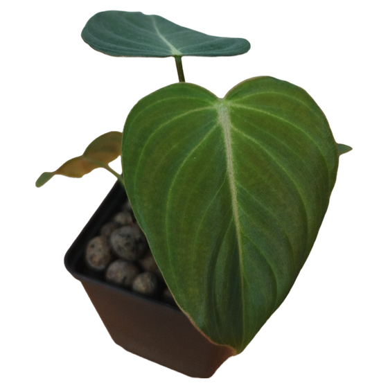 Philodendron Glorious Babyplant Hydrokultur
