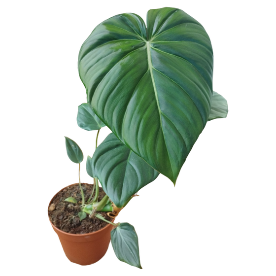 Philodendron Pastazanum M-L