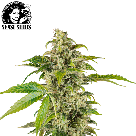 Samen, Sensi Seeds®, Sweet & Sour Cream, Auto