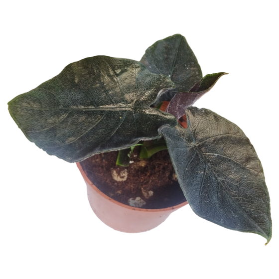 Alocasia Antoro Velvet S