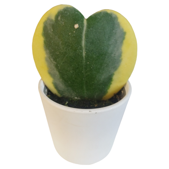 Hoya kerrii variegata Babyplant