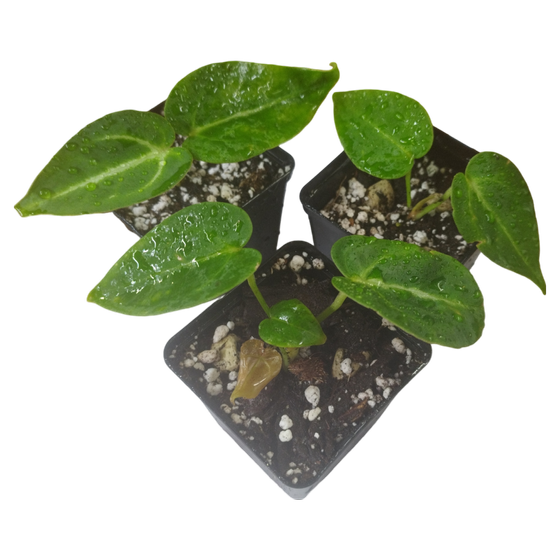 Anthurium Magnificum Babyplant