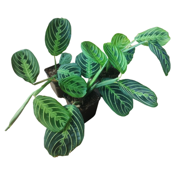 Maranta Leuconeura 'Lemon Line'