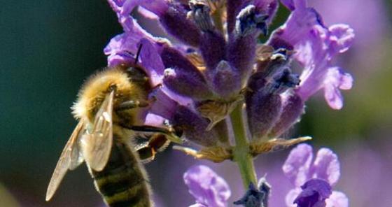 Bienen-Appartement