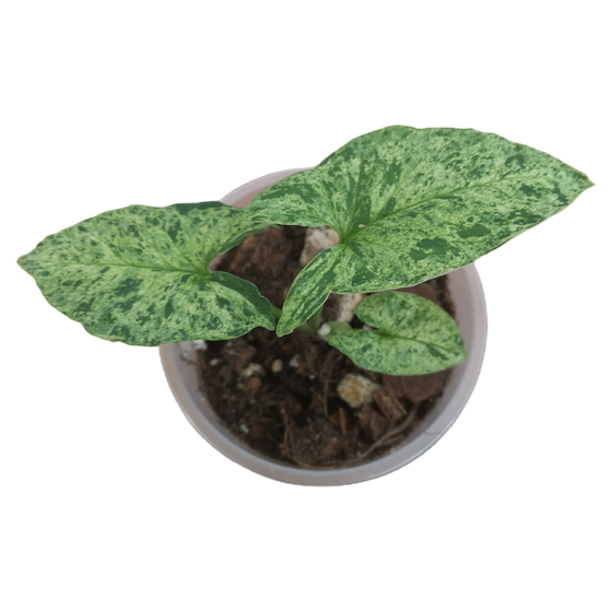 Syngonium Mottled 'Mojito' Babyplant