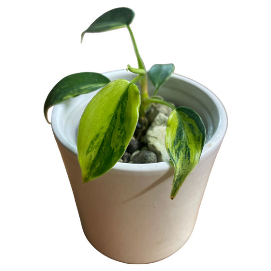 Philodendron Florida Beauty Variegata Hydokultur Babyplant